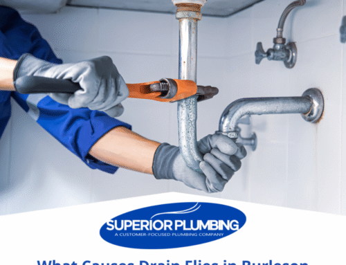 What Causes Drain Flies in Burleson Homes and How to Get Rid of Them
